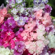Phlox Phlox
